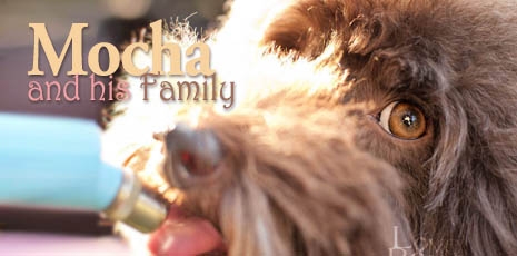 Mocha and his Family